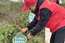 武陵区纪委监委开展义务植树志愿服务活动